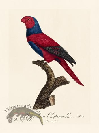 Barraband Parrot 054